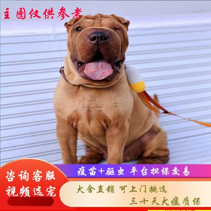 桓瑞宠物 纯种宠物狗狗活体沙皮狗幼犬幼崽中型犬 宠物级a款 公