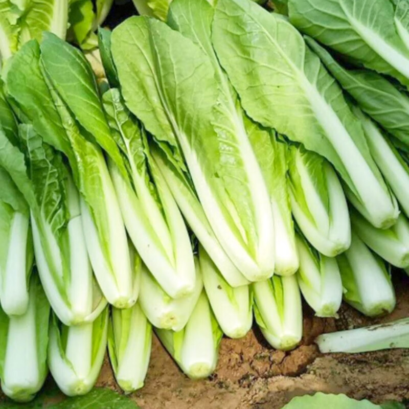 奶油小白菜种子10克(白梗)