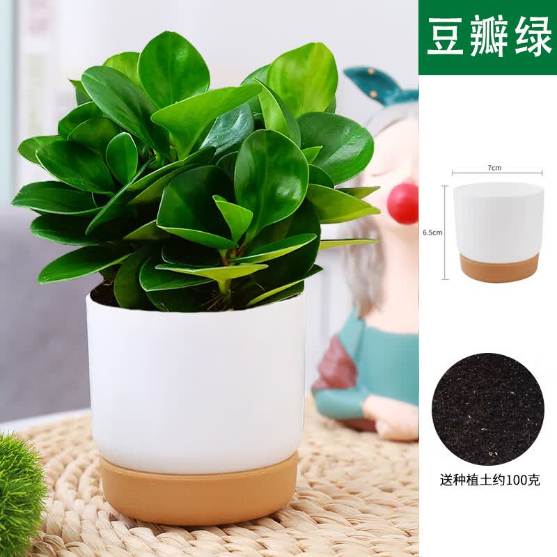 小冤家豆瓣绿碧玉中式陶瓷盆花卉绿植桌面小盆栽室内净化空气观赏办公