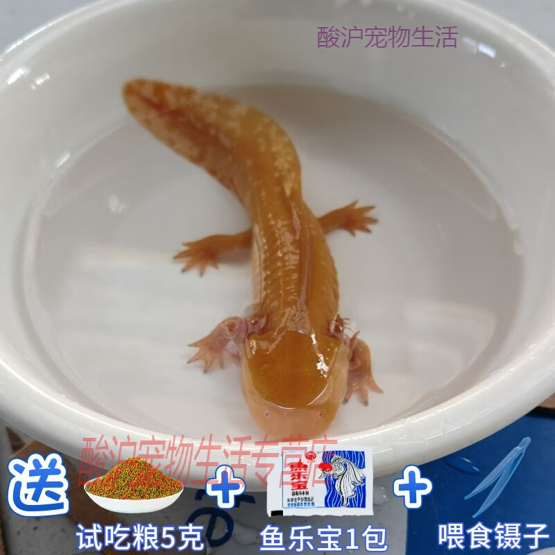 六角恐龙鱼淡水冷水鱼宠物鱼蝾螈四脚鱼小宠物观赏鱼好养耐活 4-6厘米