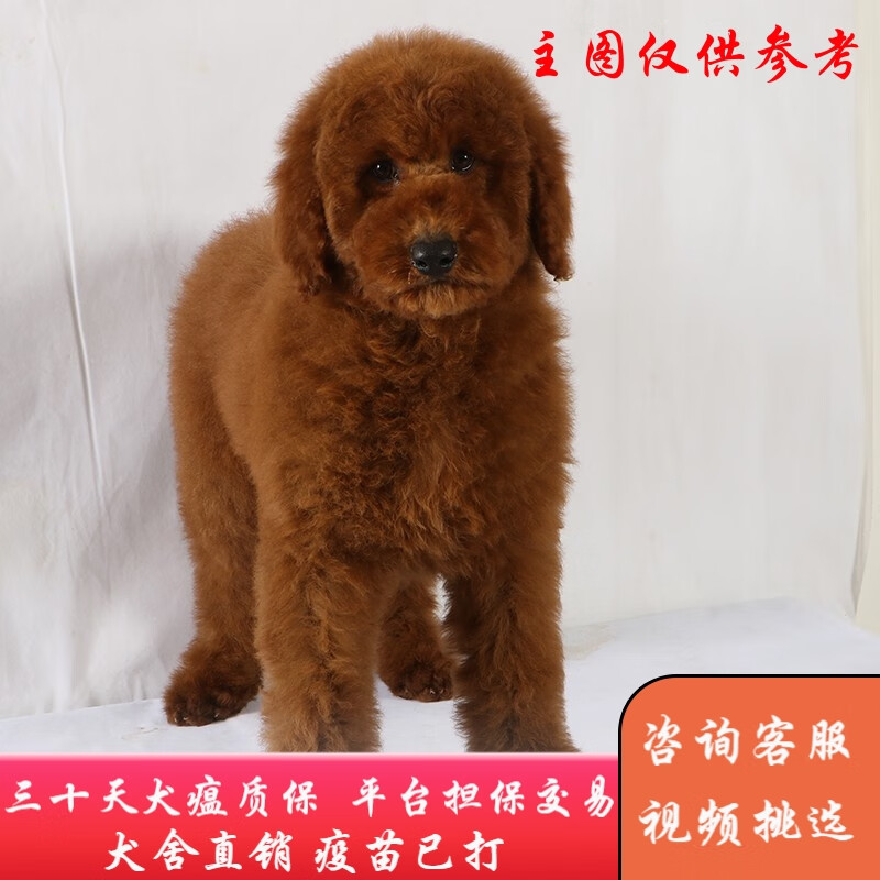 福贝纯享 纯种宠物狗狗活体巨贵犬幼犬巨型贵宾犬大型泰迪 宠物级a款