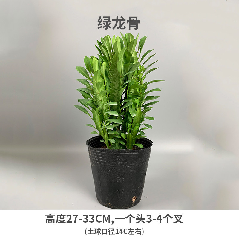巴西龙骨绿盆栽紫龙骨植物仙人柱仙人掌 绿龙骨【1盆装】 (原盆原土)
