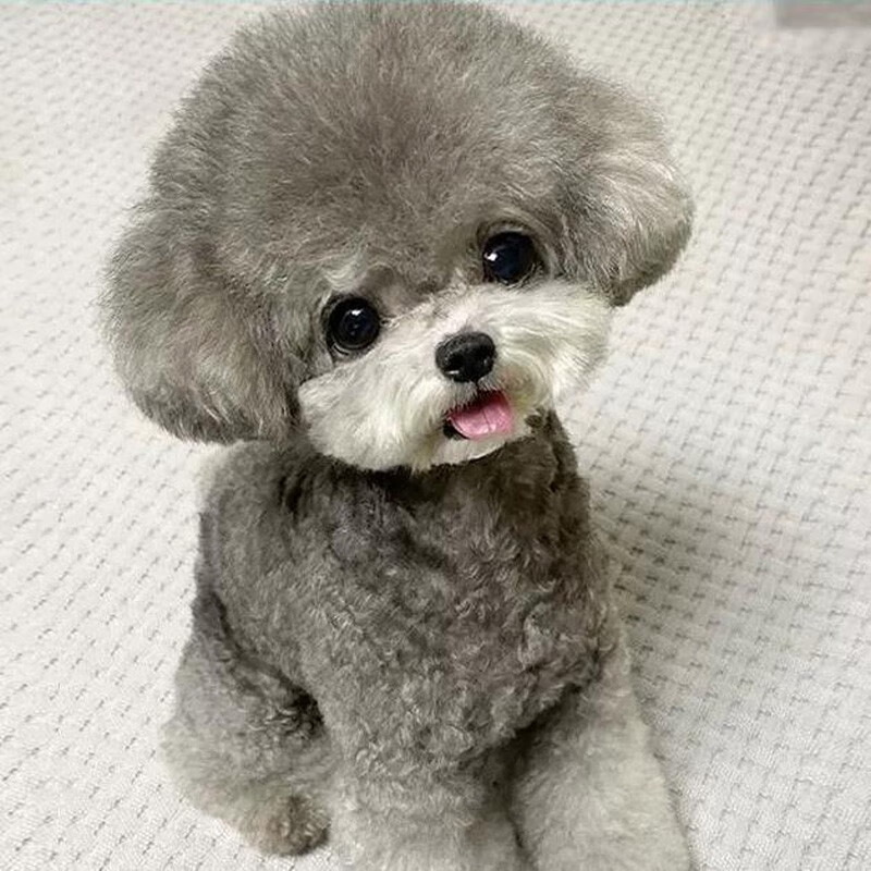 灰泰迪纯种狗狗活体宠物狗幼崽灰色泰迪幼犬小型犬贵宾犬茶杯犬 宠物