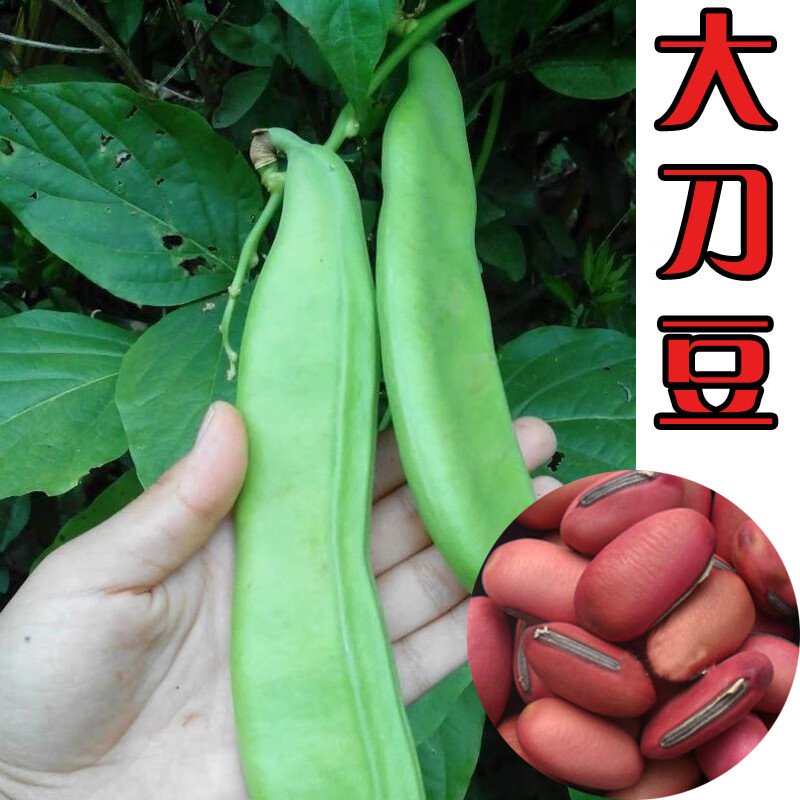大刀豆种子四季播巨型大扁豆种子阳台盆栽高产大田特色蔬菜籽 大刀豆