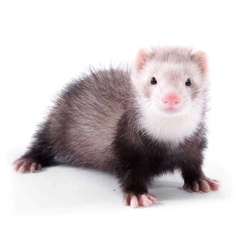 安哥鲁 宠物雪貂活体安格鲁貂活体雪貂幼崽玛雪儿貂宝宝好养型萌宠