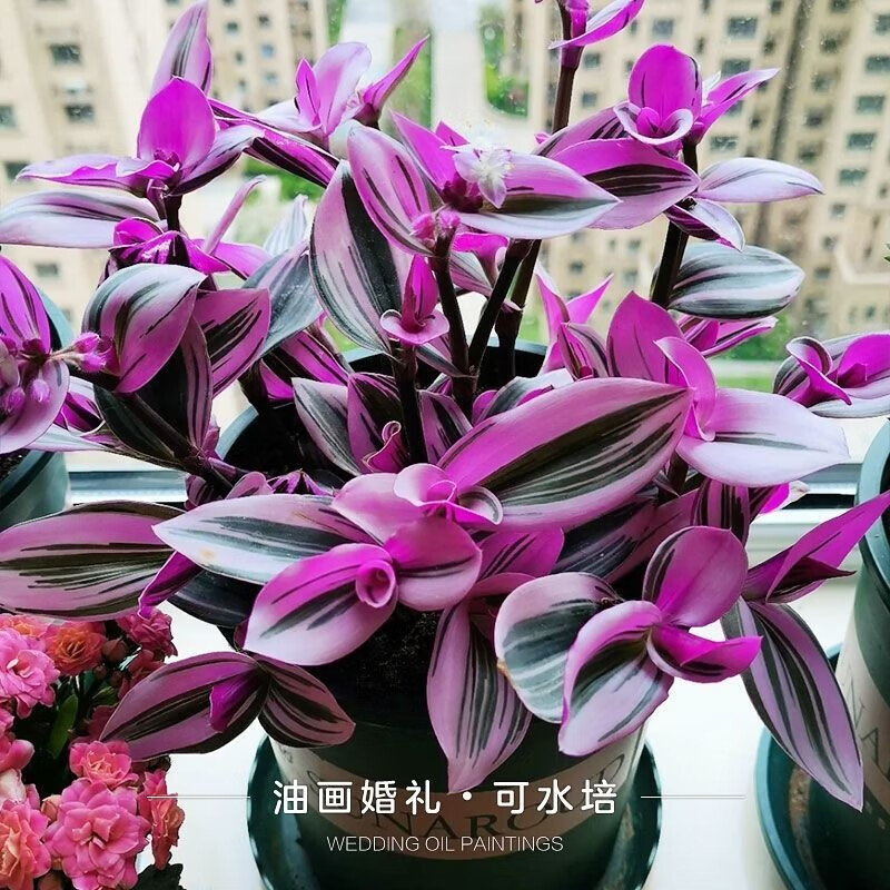 上油画婚礼吊兰新品吊肉植物花卉盆栽好养活彩色 【三颗油画吊兰】1盆+加仑盆