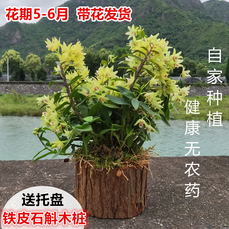 宜安堂鐵皮石斛盆栽造景霍山鐵皮石斛盆栽 鐵皮石斛苗樹樁盆栽綠植可食 中號:鐵皮木樁23-26苗  帶盆栽好