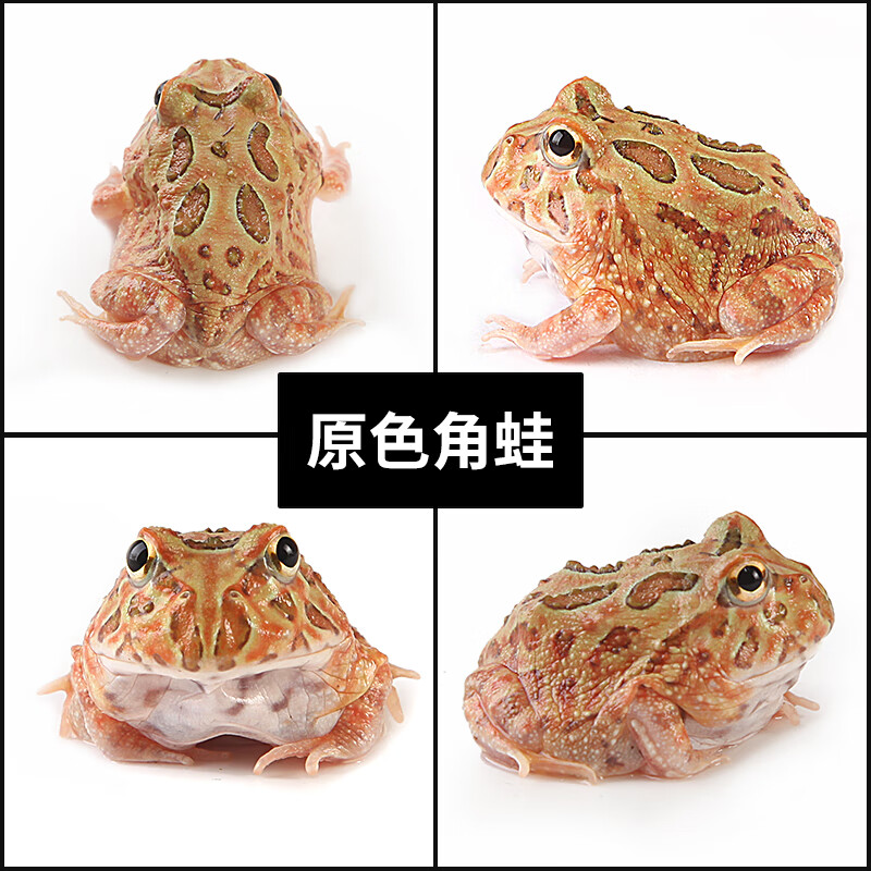 绿角蛙宠物蛙观赏蛙钟角蛙活体青蛙薄荷黄金角蛙蝌蚪饲养盒套装 原色