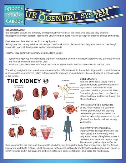 预订 urogenital system