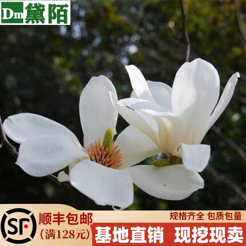 黛陌庭院地栽紫玉兰树苗玉兰花苗木山玉兰花苗广玉兰树苗当年开花