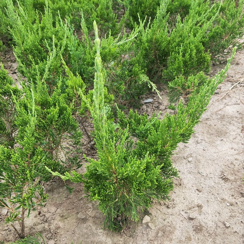 龙柏小苗 小龙柏 龙柏球 庭院四季常青龙柏树苗龙柏盆景 龙柏球 绿化