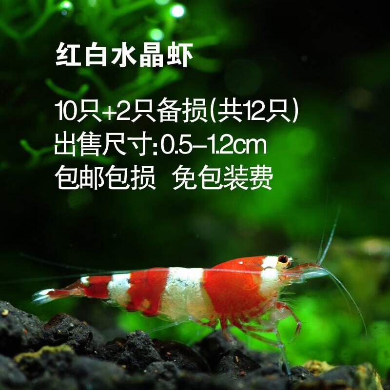 观赏虾活体活物红白水晶虾极火虾繁殖淡水热带宠物观赏虾运输包活 2
