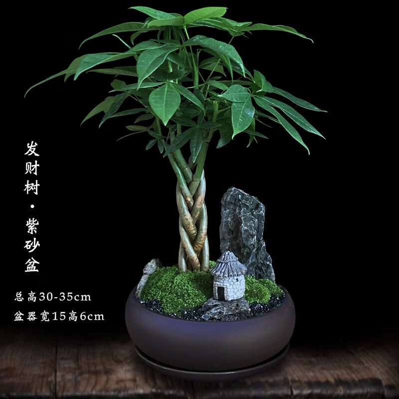 发财树盆栽植物室内客厅桌面绿植盆景四季常青办公室好养盆栽花卉