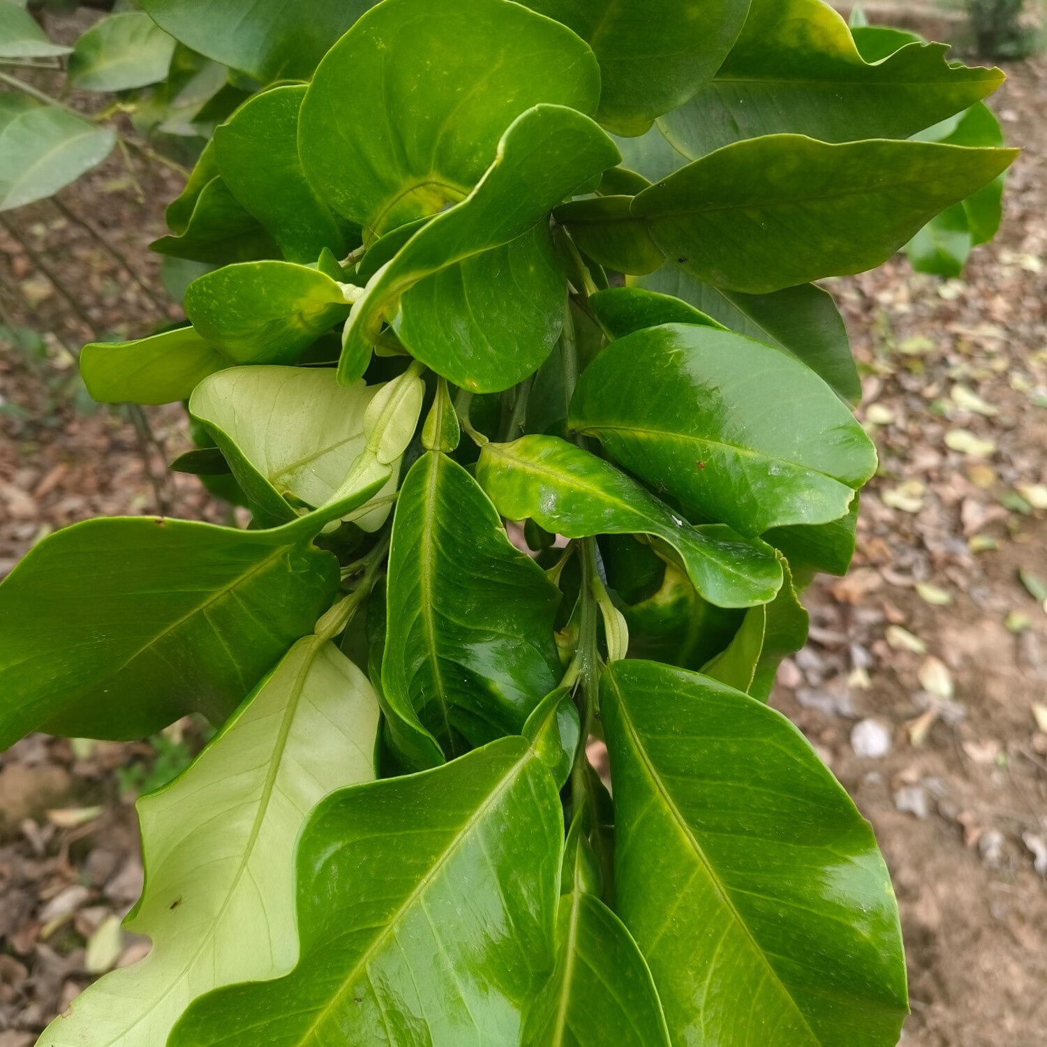 新鲜柚子叶带技叶树叶转运祈福去晦气30年老树柚叶 30年老树新鲜柚子