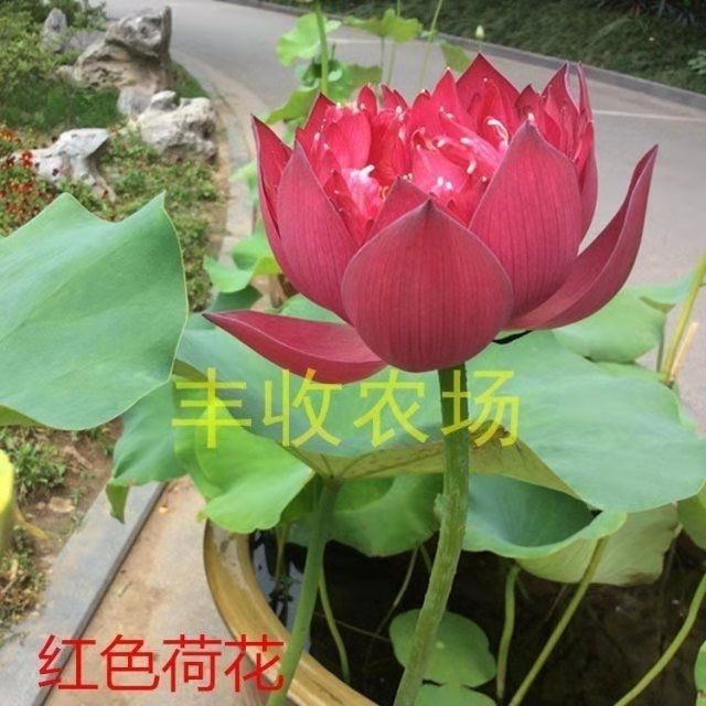 东皓 大型荷花磨盘种子高产藕产莲子籽盆栽池塘大田四
