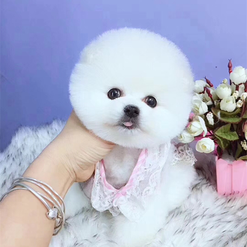 博美犬博美幼犬茶杯犬黄色白色宠物狗活体的可爱狗搏美哈多利系球体俊介宠物级s级母 虎窝购