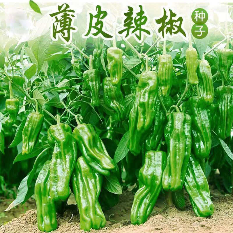 誉满园(yumanyuan)薄皮辣椒种子长泡椒微辣春季四季盆栽早熟高产辣椒