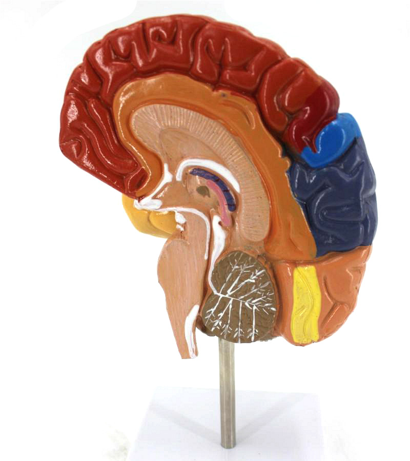 人体大脑模型脑血管模型脑解剖模型医学 教学用模型 可拆分9倍件 色