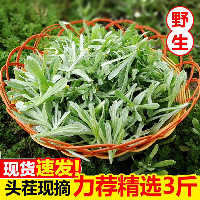 新鲜现摘鼠曲草新鲜野生清明草田艾棉菜佛耳草绒毛草青团草 500g