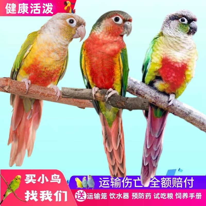 活物小鸟幼鸟学舌头说话鸟小太阳活体 小太阳鹦鹉一只(带合法标识)