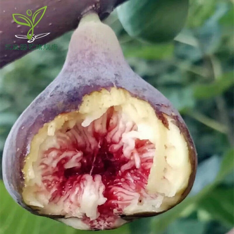 昊兰诺无花果树苗盆栽地栽南北方种植果树苗无花果苗当年结果 砂糖 6