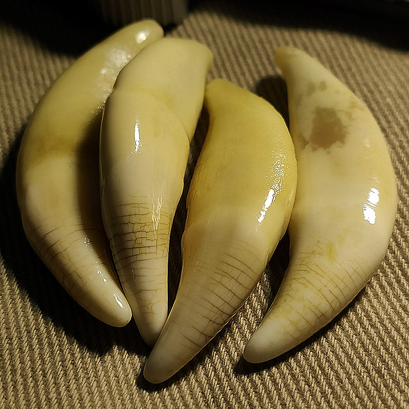 帛灵狼牙吊坠狗牙吊坠特大血横纹狼牙吊坠男真牙本命年随身挂件项坠獒