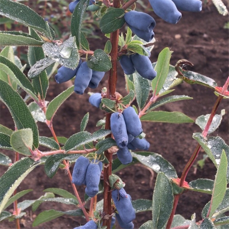 蓝靛果树苗羊奶果黑瞎子蓝锭果苗山茄子果苗盆栽地栽南北方苗木当年结