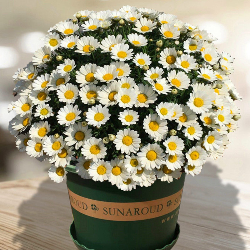 四季开花易活室内外阳台庭院盆栽白晶菊小雏菊花种籽子 洋甘菊种子 洋