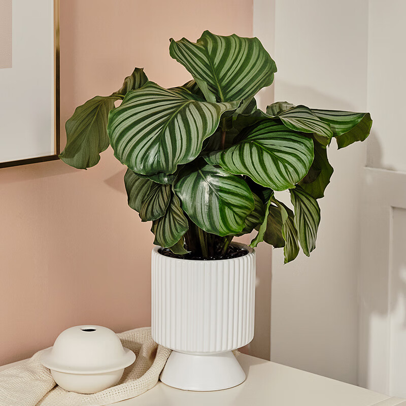 文枝青苹果竹芋盆栽北欧室内客厅办公室桌摆绿植四季常青净化空气花园