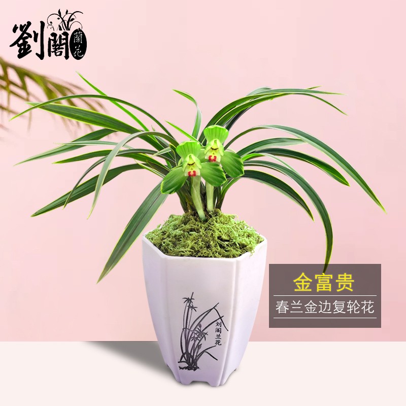 刘阁兰花 春兰铭品兰花苗 金富贵 现带花苞出售金边艺浓香好养绿植