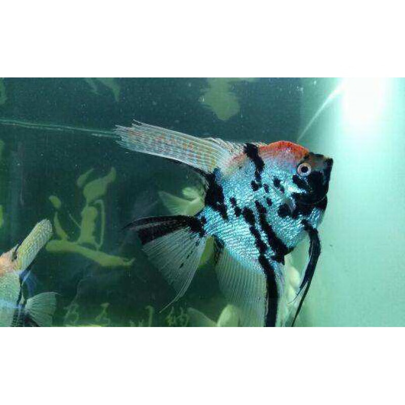 荣郁神仙鱼燕鱼秘鲁活鱼热带观赏鱼猫燕埃及七彩神仙 熊猫三色燕6-8cm