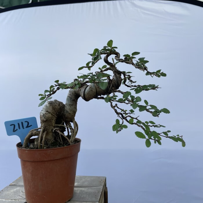 勋狸粑榔榆盆景一图一拍绿植盆栽盆景高提根榔榆树素材造型榆树盆景