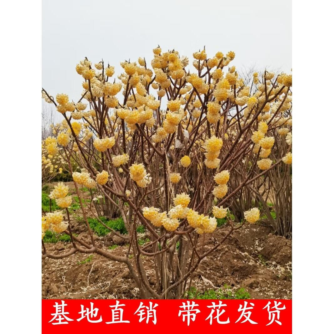 红人迷结香树苗丛生结香苗庭院园林绿化结香花苗木金腰袋打结花浓香