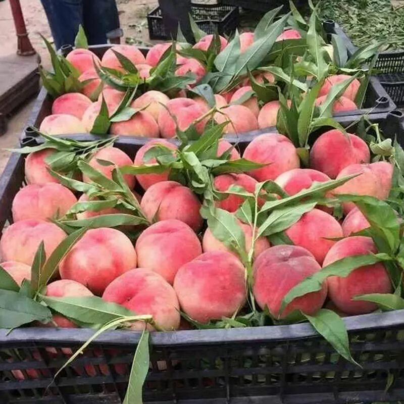 鹿唛云南丽江雪桃水蜜桃新鲜孕妇应季水果现货礼9个装中秋送礼 精选 9