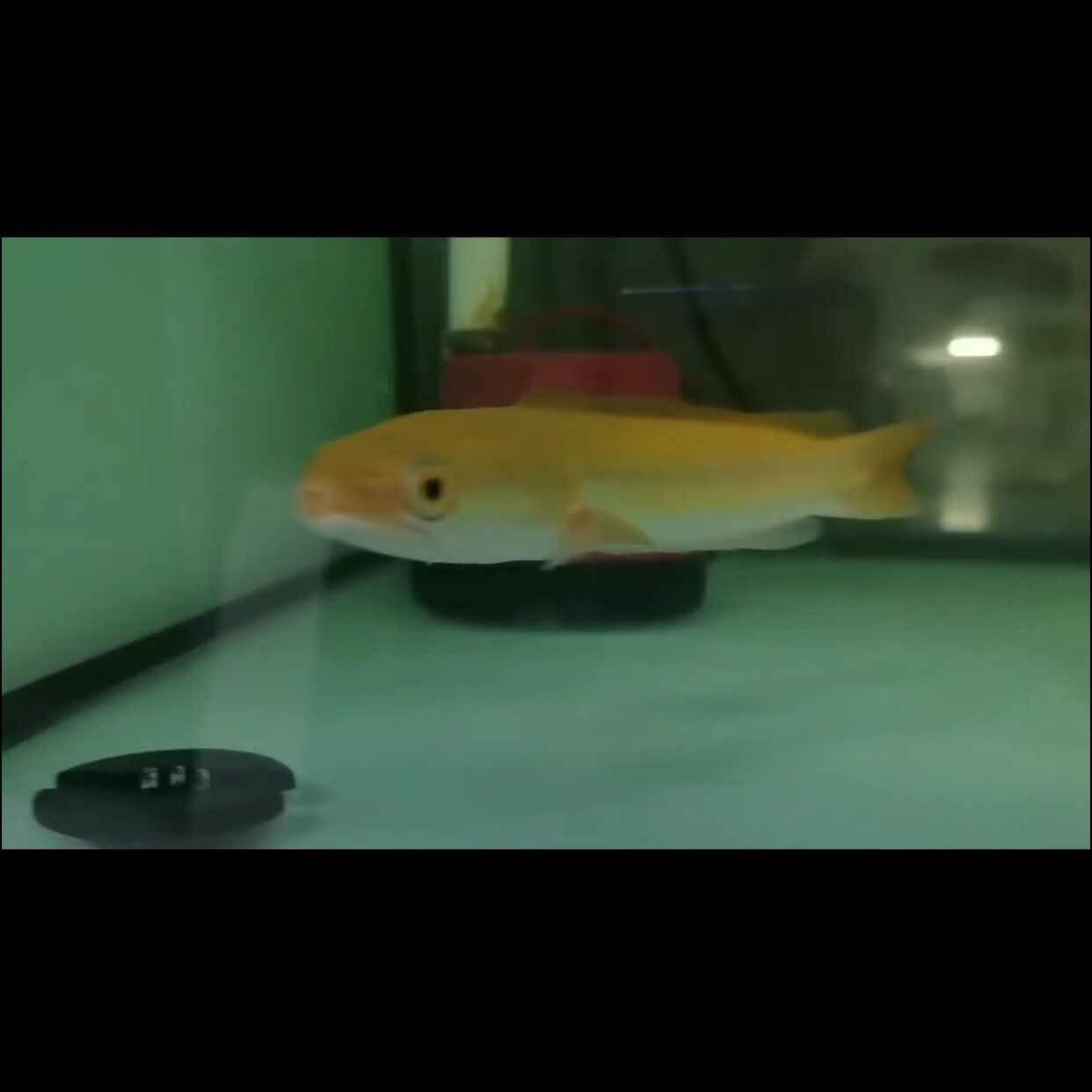 水财神铅笔鱼七彩海象小盾鳢鱼多曼大型凶猛肉食鱼观赏鱼雷龙鱼 黄化