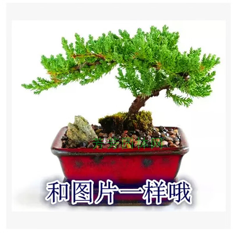迎客造型地柏松树盆景盆栽室内办公桌阳台景观树美观净化空气 一手
