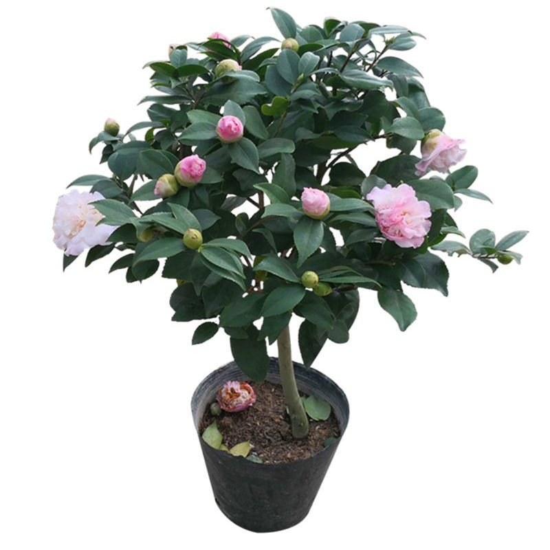 香妃茶花盆栽山茶花树苗花卉绿植室内阳台庭院好养易活开花浓香型客厅