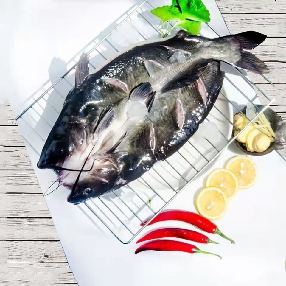 安峰山开背江团鱼 淡水鮰鱼 钳鱼斑点叉尾鮰 烤鱼活鱼现杀真空速冻