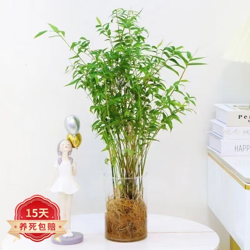 纵观天下水培米竹竹子盆栽绿植物室内客厅盆栽 10根水培米竹(不含瓶)