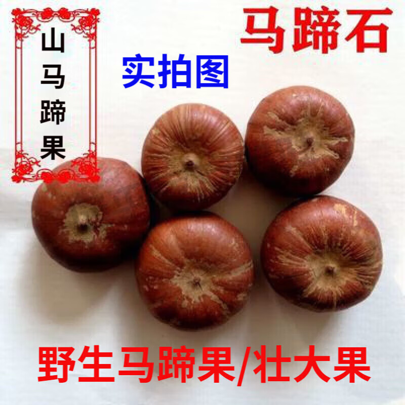 中药材 马蹄石 山马蹄 马蹄果壮大果原材料 500g