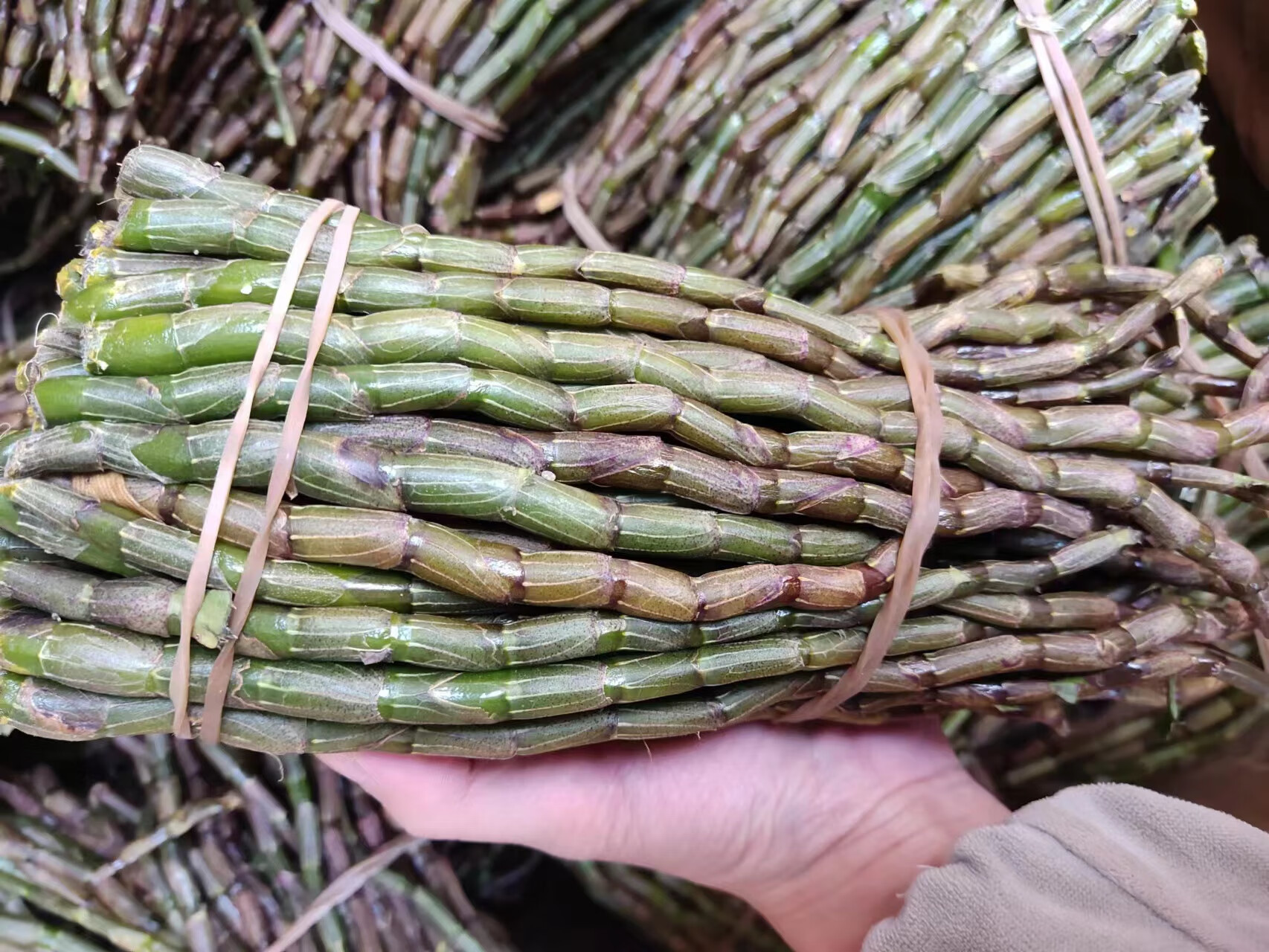 筱木屋 铁皮石斛鲜条枫斗中药材三四五年生 石斛鲜条 500g