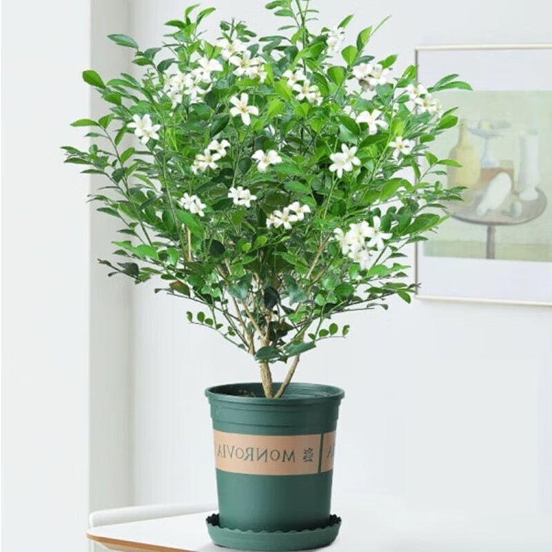 伊柔九里香盆栽 七里香盆栽 七里香树苗九里香树苗 千里香树苗 7年