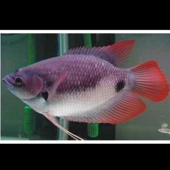 招财鱼战船活体黑眼红眼招财热带观赏鱼大中型风水鱼发财鱼淡水鱼 黑