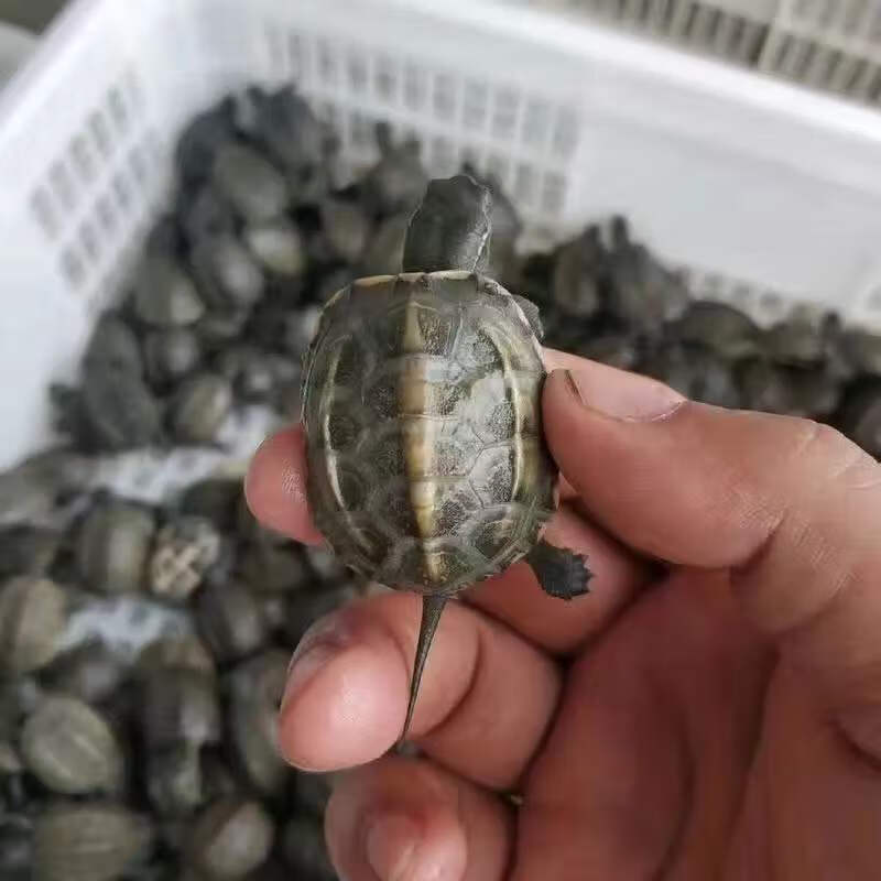 宠物观赏龟水金线龟墨龟草龟苗 3厘米-4厘米 小苗【不推荐】 试吃龟粮