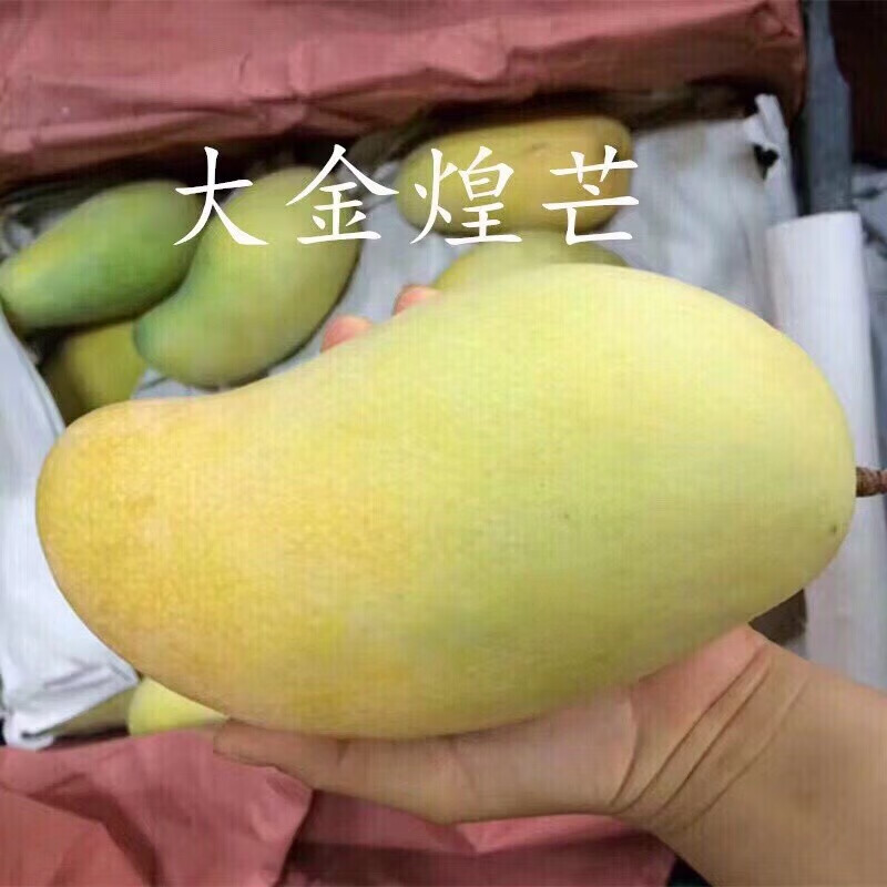 OLOEY���Ͻ��â����â������ˮ�� �����ɫ����� 2�ݺϷ�һ�� 4.5��װ ����4.25�� ����400��+��1�� ��ѡ���â 22.75Ԫ