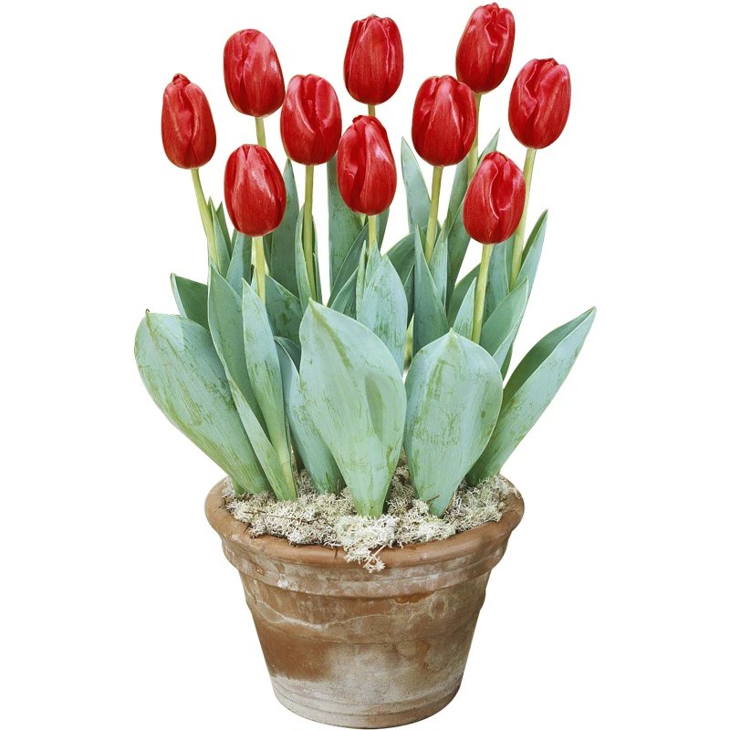 郁金香种球水培重瓣进口大球室内外好养活花卉盆栽植物花卉 粉巨人5球