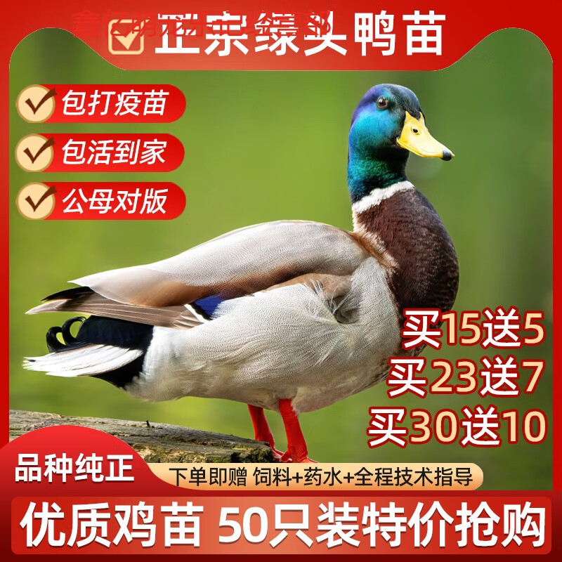 活苗仔大种麻鸭番鸭家禽小鸭子高产下蛋鸭 精品绿头鸭苗买【15只装】