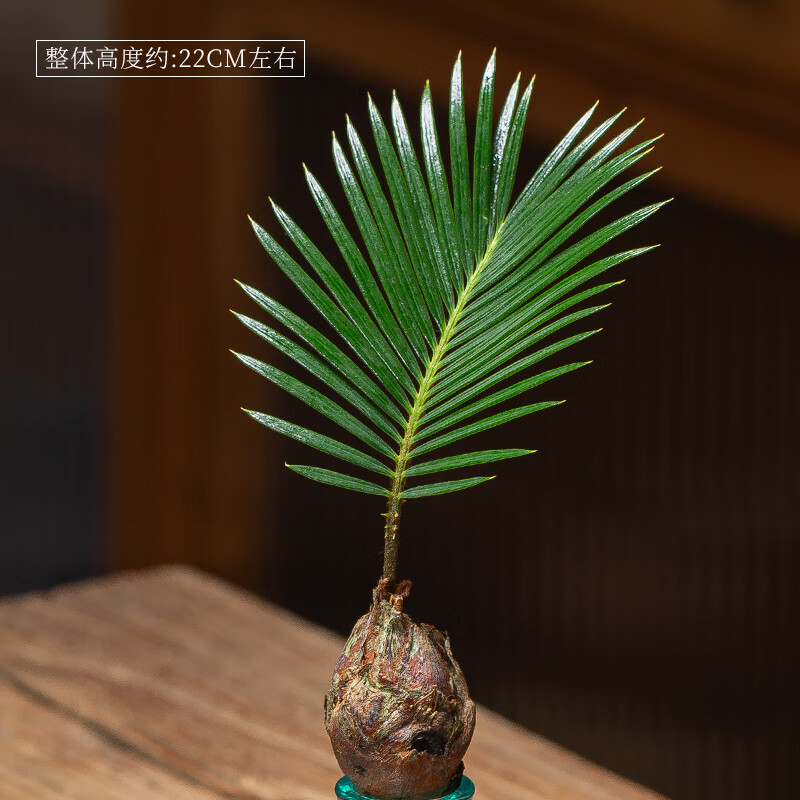 采缇(caiti)水培植物铁树小盆栽办公室内桌面好养易活绿植盆景一帆