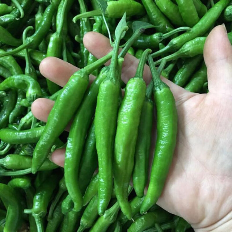 樟树港辣椒 樟树港辣椒湖南岳阳特产 农家虎皮小青椒新鲜蔬-年货 精品