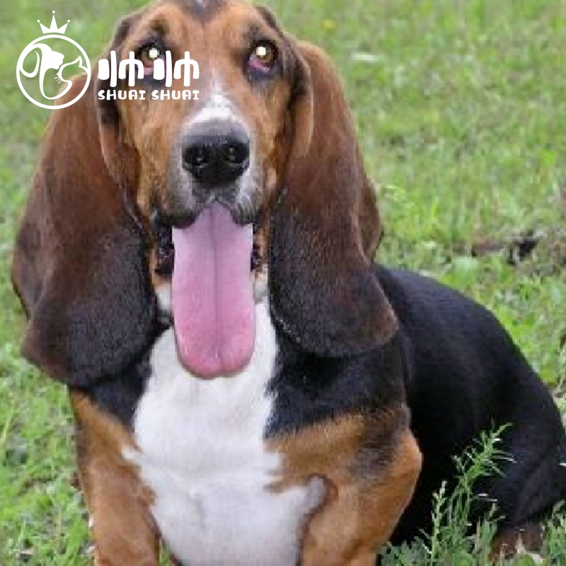 纯种巴吉度幼犬活体 宠物狗狗 柴犬幼犬等全品种幼崽 宠物级